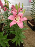 [4307 Crater GA No01.JPG]